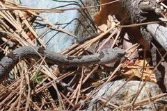 Crotalus lepidus klauberi