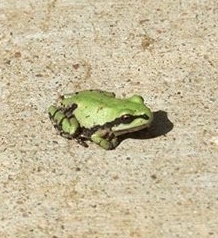 Hyla wrightorum