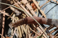 Crotalus lepidus klauberi