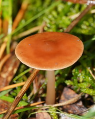 Lentinellus tasmanicus