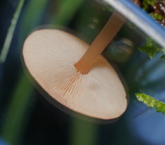 Lentinellus tasmanicus