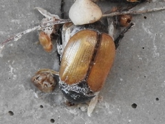 Anomala testaceipennis