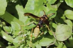 Mischocyttarus navajo