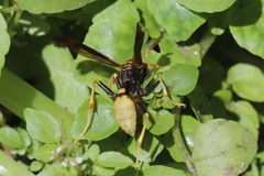 Mischocyttarus navajo