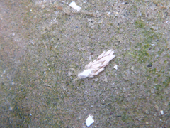 Trinchesia albocrusta