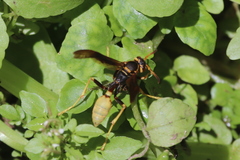 Mischocyttarus navajo