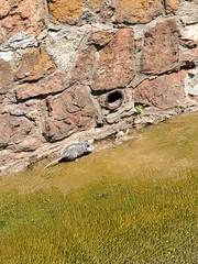 Didelphis virginiana