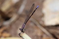 Argia tonto