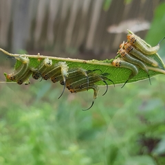 Lophyrotoma interrupta