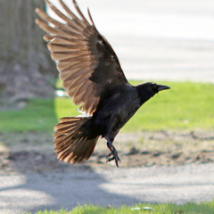 Corvus brachyrhynchos