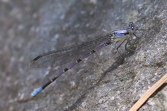 Argia tonto