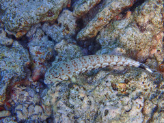 Parapercis millepunctata