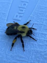 Bombus bimaculatus