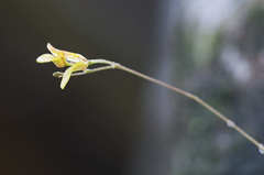 Specklinia
