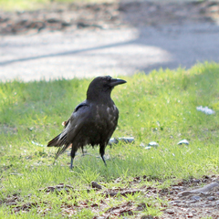 Corvus brachyrhynchos