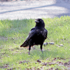 Corvus brachyrhynchos