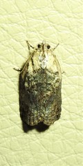 Cryptoptila australana