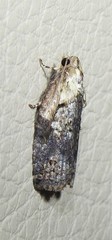 Cryptoptila australana