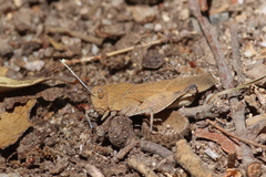 Tomonotus ferruginosus