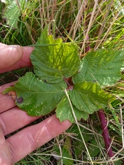 Rubus conjungens