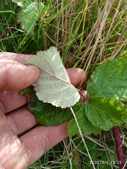 Rubus conjungens