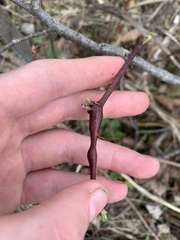 Neolasioptera nodulosa