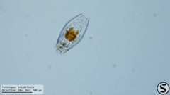 Notholca squamula