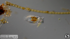 Notholca squamula