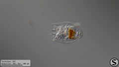Notholca squamula