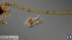 Notholca squamula