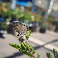 Leptotes marina