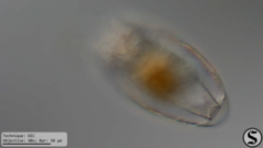 Notholca squamula