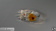 Notholca squamula