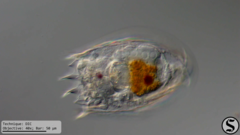 Notholca squamula