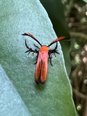 Oedematopoda