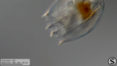 Notholca squamula