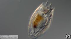 Notholca squamula