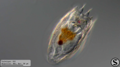 Notholca squamula