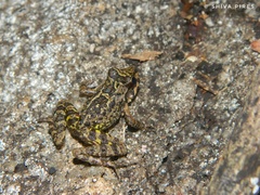 Thoropa miliaris