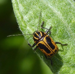 Cryptocephalus castaneus