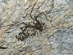 Goniosoma roridum