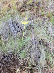 Lomatium simplex