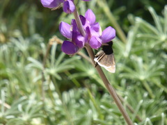 Lupinus hyacinthinus