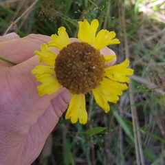 Helenium brevifolium