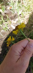 Helenium brevifolium
