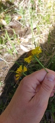 Helenium brevifolium