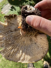 Lactarius turpis