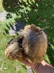 Lactarius turpis