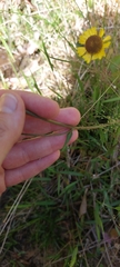 Helenium brevifolium