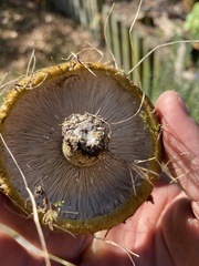 Lactarius turpis